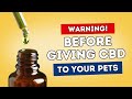 Before Giving CBD to Your Pets: Know This