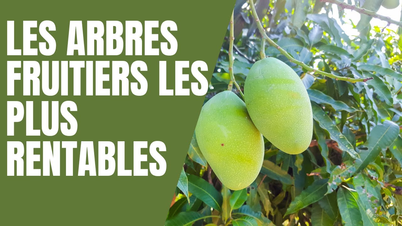 Grenadier Fruit Rouge à Graines Molles Soft Seed 5® - Arbre En Pot, âge 2 Ans, Hauteur 150-170 Cm
