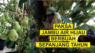 Cara Paksa Jambu Air Berbuah Lebat Sepanjang Tahun