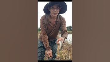 Thăm Bẩy, Dính Cá Lóc Đồng Mương Ruộng #shorts #cálócđồng