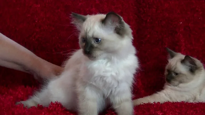 Watch the video about Sale Toothpaste kittens 3 males Seals $1000 - August 17,2018 ARagdollToLove Cattery