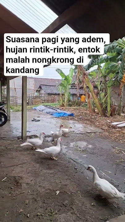 Suasana pagi yang adem, hujan rintik-rintik, #farming #animals #domba