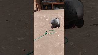 #pigeon trap😲😲😲😲😲 15😱 million views 😲 new viral video🙏 HD video thank you for your support 🙏🐦