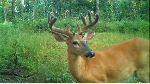 New Product: BB2 Attractant for Whitetails