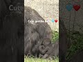 Cute gorilla baby🩵❤️💛🦋
