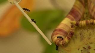 Weighing Ants with High Precision Weigh Module in Biology Experiment