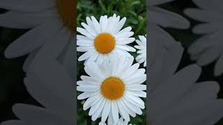 БЕЛЫЕ РОМАШКИ!🌞🌼#красивыецветы#ромашки#природа