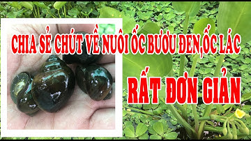 Ốc Nhồi Bạc Liêu_I Vũ Trần - NUÔI ỐC BƯƠU ĐEN ,ỐC LÁC ,RẤT ĐƠN GIẢN