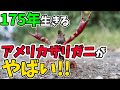 175年生きるアメリカザリガニがやばい！【WoWキツネザルの池でヒーローになれる雑学】
