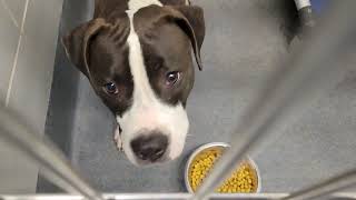 acs A673430