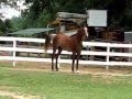 Foxy flame bay straight egyptian mare