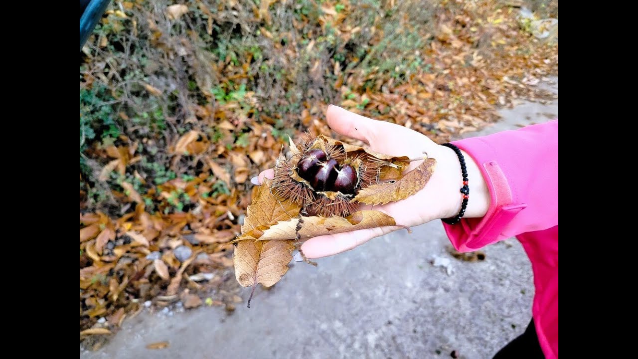Άνω Δολιανά στα χρώματα του φθινόπωρου