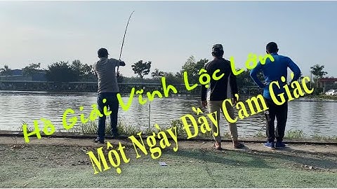 Câu Cá Tra Giải C1 Hồ Vĩnh Lộc Lớn . Cám T1 Đồng Hành.Một Ngày Đầy Cảm Giác