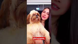 Alguém conhece esse Shihtzu Sauro @bilugigante_