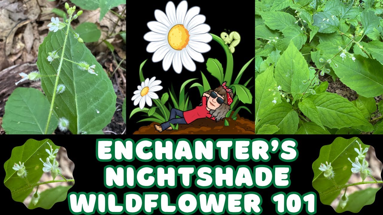 Enchanter's Nightshade - Circaea lutetiana - Wildflower 101 Episode 99