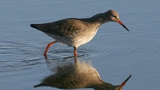 BTO Bird ID  Common shanks