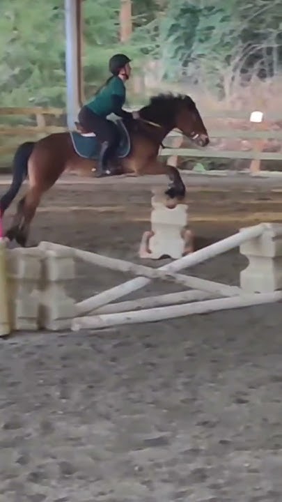 Went From Riding A 12 hand Pony Jumping 2ft To Riding A 17 3 Hand Horse went-from-riding-a-12-hand-pony-jumping-2ft-to-riding-a-17-3-hand-horse