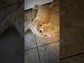 Messy with my Cheese .Aloha #orangetabby #catbreed #kitten #cute #tabbykitten #cheeseadventurekitty