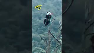 Funny Dubbing Panda Fart Voice Over Dub Funny Memes Fart Meme Animal Dub Meme Dubbing