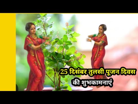 25 दिसंबर को तुलसी पूजन दिवस के  रूप में मनाया जाता है इस #दिन तुलसी जी की पूजा का विधान है