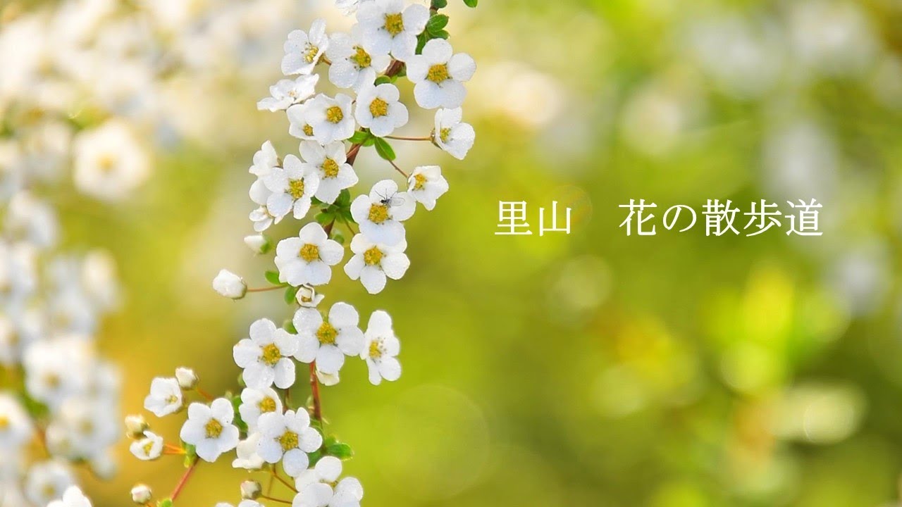 里山の春 野山に咲く花々を訪ねます🌸 - YouTube
