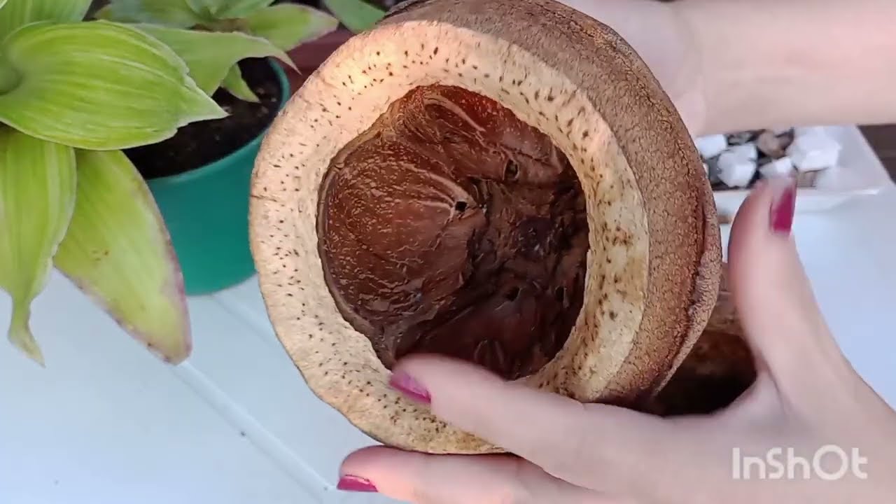 Plantei orquídea na casca de sapucaia e atualização da callisia fragans