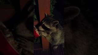 Raccoon and a red Dixie Cup