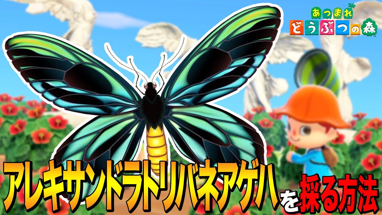 ACNH】How to catch a Queen Alexandra's Birdwing