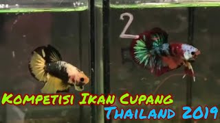 700+ Gambar Ikan Cupang Thailand Gratis Terbaru