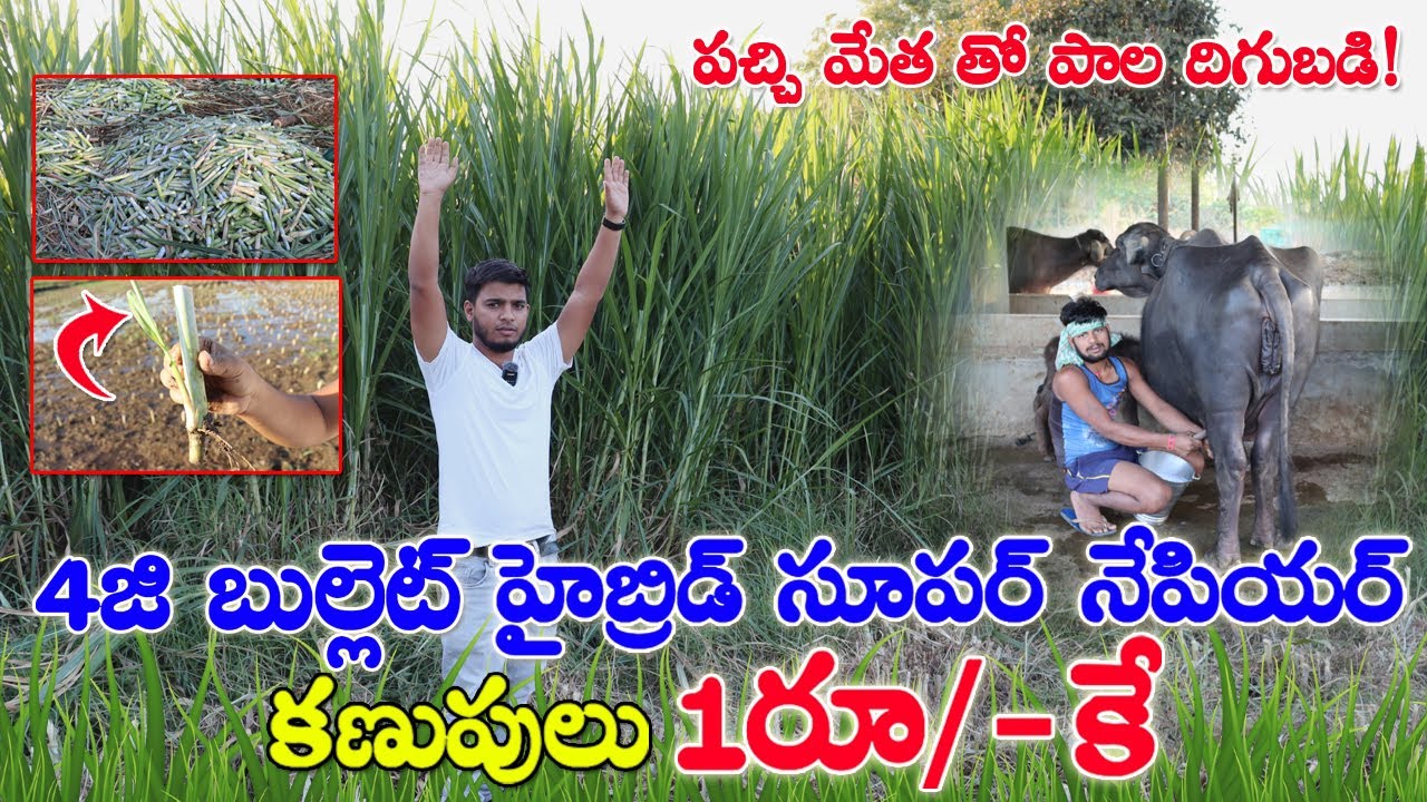 Super Napier Grass |4G Bullet Grass Farming | ఎక్కువ దిగుబడినిచ్చే నేపియర్ గడ్డి |1/- కే కణుపులు