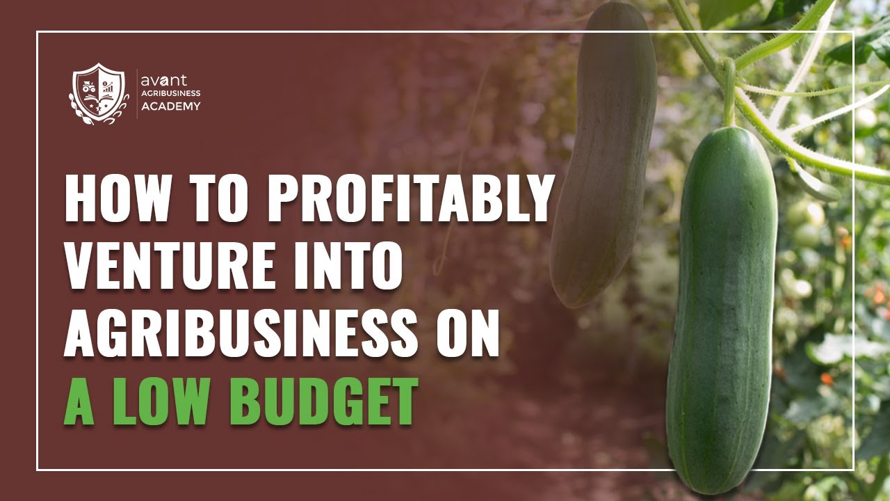 How to Profitably Venture into Agribusiness on a Low Budget - YouTube