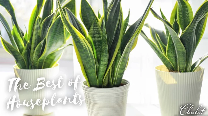 Virtual Learning: Best of Houseplants with Jennife...