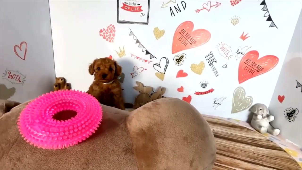 トイ・プードルの子犬（メス♀） 八王子西店 No.00758335｜ペット