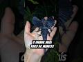 os 3 animais mais raros do mundo!#animals #curiosidades #fatoscuriosos #natureza #shorts #fyp