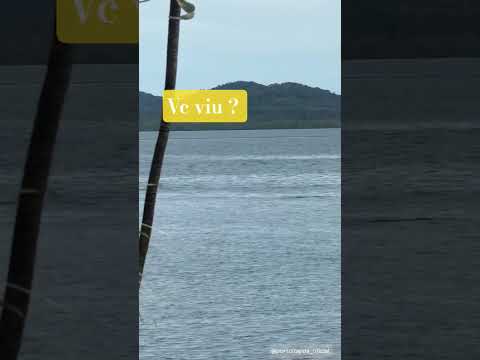 Você viu 👁️👁️ 🐬 #praia_de_itapoá