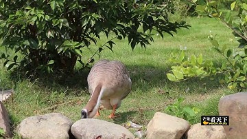 【芒果看天下】福建土楼申遗成功10周年，首次航拍领略世界遗产风光