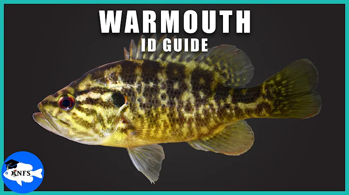 Warmouth (Lepomis gulosus) Identification | How to...