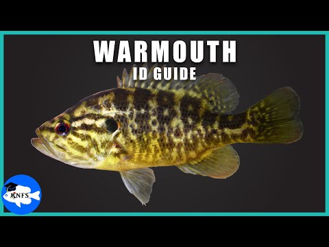 Warmouth (Lepomis gulosus) Identification | How to Identify the Warmouth!