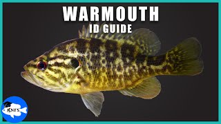 Warmouth (Lepomis gulosus) Identification