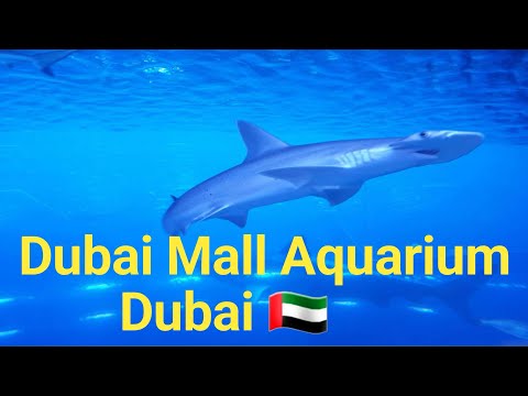 Dubai Mall Aquarium | Aquarium in Dubai Mall | Dubai