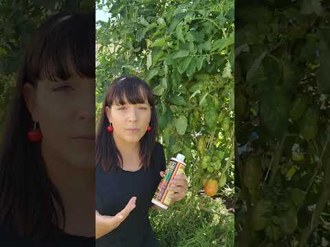 Vídeo: Neptune Tomato Plant Care – Informações sobre o cultivo de Neptune Tomatoes