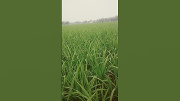 Thumbnail of Oryza sativa #youtube #song #viral #love #funny #foryou #sad #shortsart #bangla #subscribe