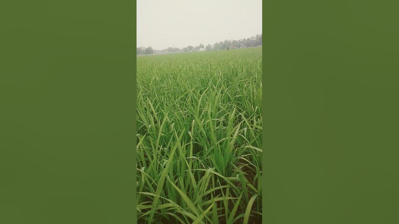 Oryza sativa #youtube #song #viral #love #funny #foryou #sad #shortsart #bangla #subscribe