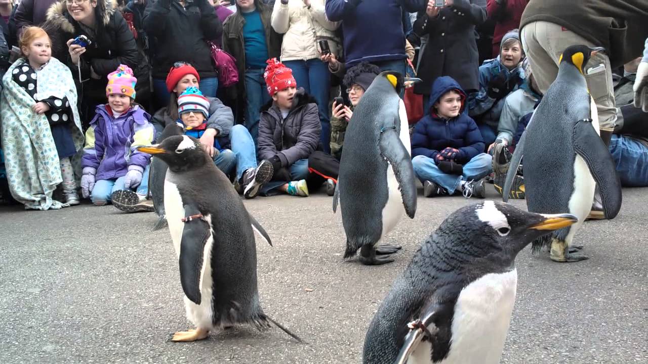 Penguin Parade @ Saint Louis Zoo!! (01.20.13) - YouTube