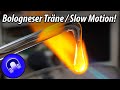 Bologneser Tränen mit Highspeedkamera!