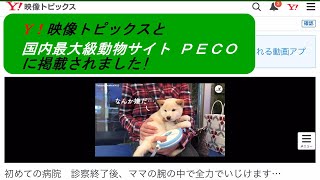 【第２５話　白柴犬ノンくん　Y!映像トピックスと国内最大級動物サイト　月間１０００万人が訪れる　ＰＥＣＯさんに掲載されました！】