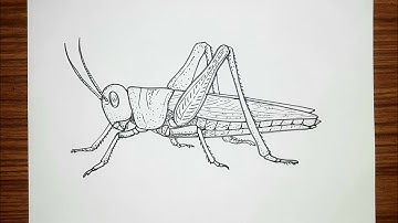 How to draw Grasshopper step by step | Grasshopper drawing easy |