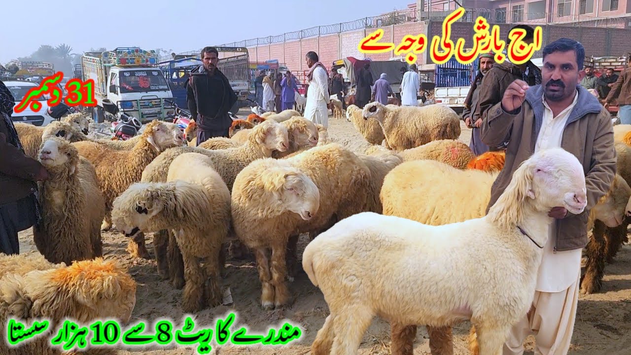 اج منڈی میں بارش کی وجہ سے ریٹ گر چکے فی مندرا 10 سے 12 ہزار سستا دسمبر Malik Imran Goat Farm 31
