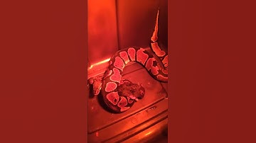 Large Ball python swallows rat