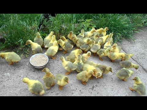 Видео: 3 начина да излюпите гъши яйца